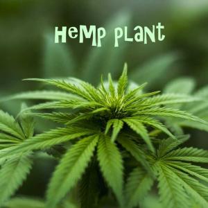 2.12 hemp plant