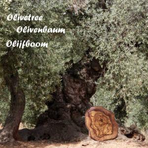 8.5 olijfboom