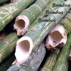 8.1 bamboe